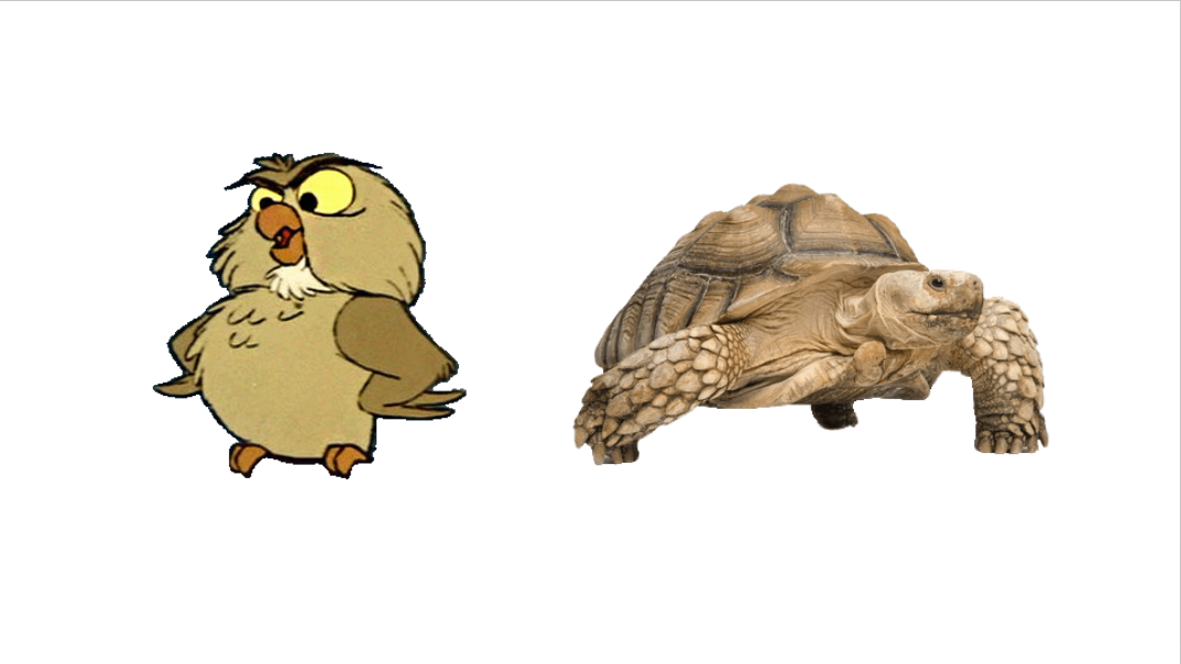 A cartoon owl and a tortoise